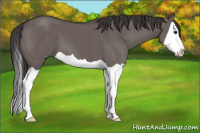 Horse Color:Smoky Grullo Splash