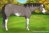 Horse Color:Smoky Grullo Roan Splash Frame 