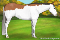Horse Color:Bay Splash 