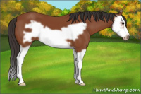 Horse Color:Bay Splash Frame 