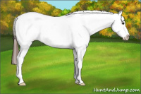 Horse Color:Brown Splash Appaloosa 
