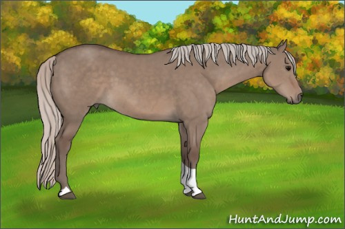Horse Color: Unknown 