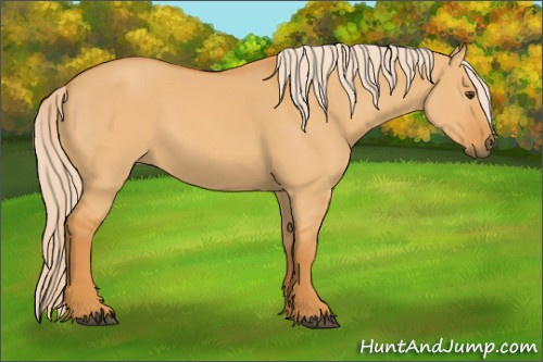 Horse Color: Palomino Dun 
