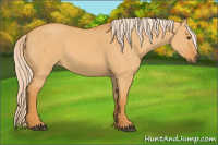 Horse Color:Palomino Dun 