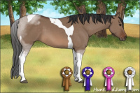 Horse Color:Brown Dun Sabino Tobiano