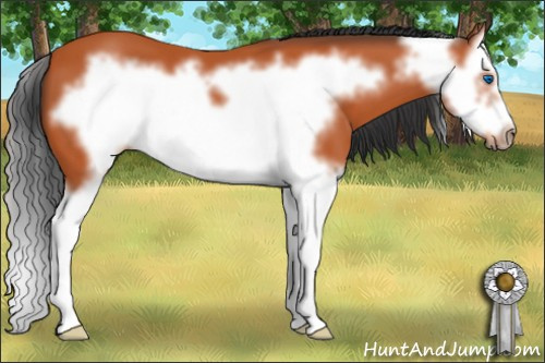 Horse Color: Bay Splash Frame 
