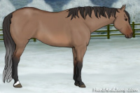 Horse Color:Bay Dun