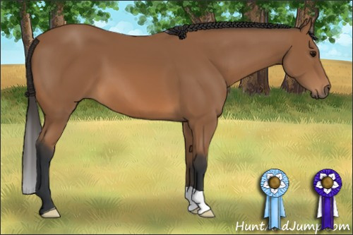 Horse Color: Bay 