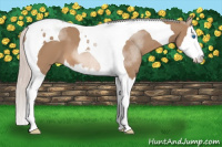 Horse Color:Silver Bay Dun Sabino Splash Tobiano 