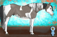 Horse Color:Grullo Splash Tobiano