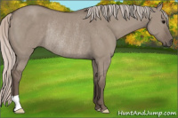 Horse Color:Silver Grullo Rabicano