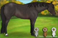 Horse Color:Gray Bay Roan