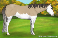 Horse Color:Buckskin Splash 