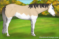 Horse Color:Buckskin Splash 