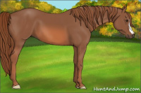 Horse Color:Liver Chestnut 