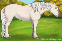 Horse Color:Cremello 