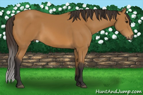 Horse Color: Buckskin 