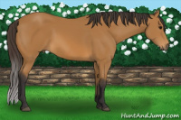 Horse Color:Buckskin 