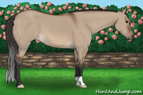 Horse Color: Bay Dun 