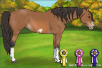 Horse Color:Bay Splash Frame 