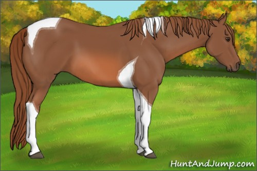 Horse Color: Chestnut Tobiano 