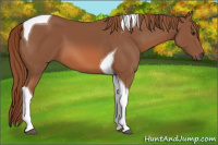 Horse Color:Chestnut Tobiano