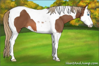 Horse Color:Chestnut Splash Tobiano 