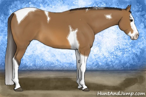 Horse Color: Unknown 