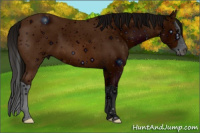 Horse Color:ERROR: UNKNOWN ANOMALY