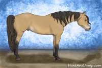 Horse Color:Buckskin 