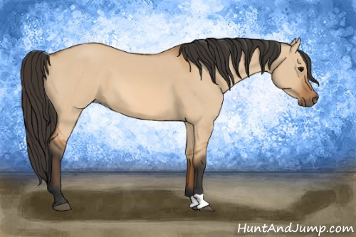 Horse Color: Bay Dun 