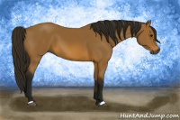 Horse Color:Gray Buckskin