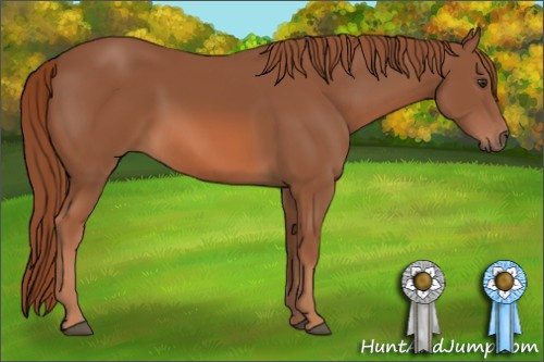 Horse Color: Liver Chestnut 