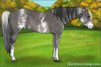 Horse Color:White Spotted Brown 