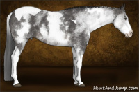 Horse Color:White Spotted Brown Tobiano 