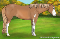 Horse Color:Chestnut Sabino
