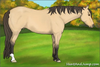 Horse Color:Buckskin Dun