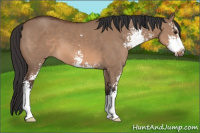 Horse Color:Brown Dun Sabino