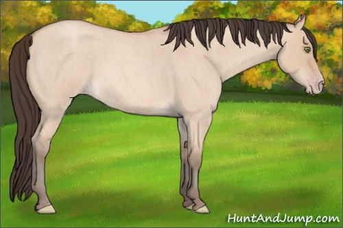 Horse Color: Amber Champagne Roan Dun 