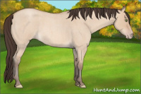 Horse Color:Amber Champagne Roan Dun