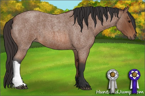 Horse Color: Bay Roan 
