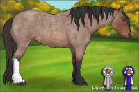 Horse Color:Bay Roan 