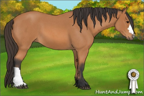 Horse Color: Unknown 