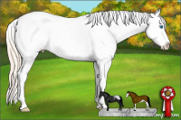 Horse Color:Smoky Creme Roan Splash Appaloosa 