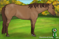 Horse Color:Gray Red Dun 