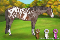 Horse Color:Bay Roan Splash Appaloosa 