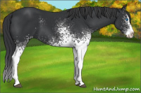Horse Color:White Spotted Black Splash