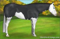 Horse Color:Black Splash