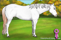 Horse Color:Bay Roan Splash Appaloosa 