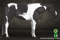Horse Color:Smoky Black Tobiano 